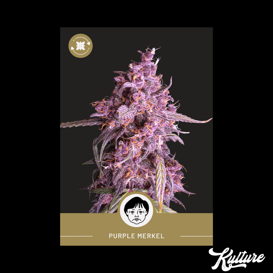 Purple Merkle - Autoflower - President Seeds